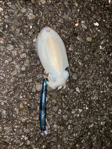 シリヤケイカの釣果