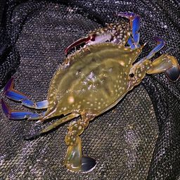 ガザミ