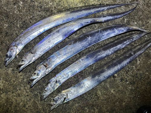 タチウオの釣果