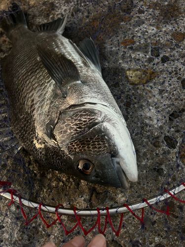 チヌの釣果