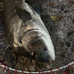 チヌ