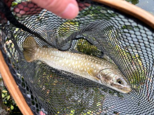 アメマスの釣果