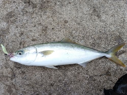 ワカシの釣果