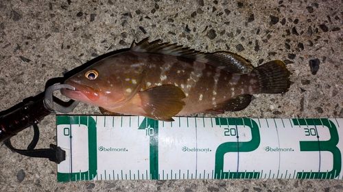 アコウの釣果