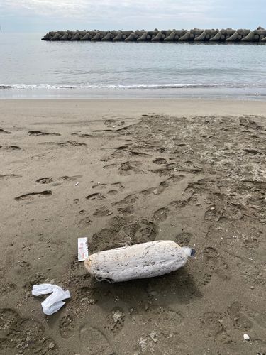 ソゲの釣果