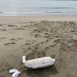 ソゲ