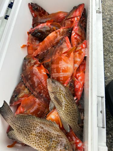 アカハタの釣果