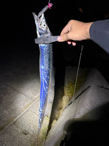 タチウオの釣果