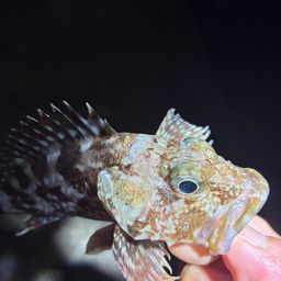 カサゴ