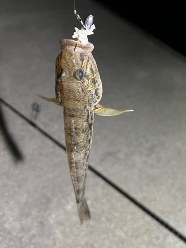 マハゼの釣果