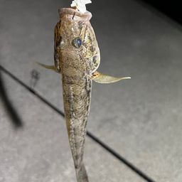 マハゼ