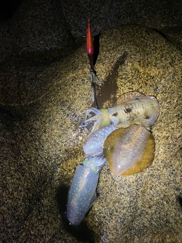アオリイカの釣果