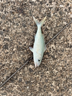 アオチビキの釣果