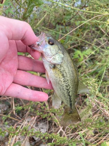 ラージマウスバスの釣果