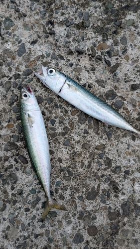 サバの釣果