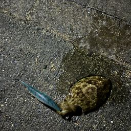 モンゴウイカ