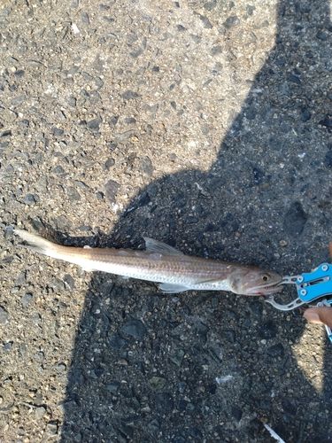 エソの釣果
