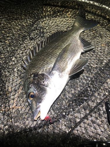 チヌの釣果