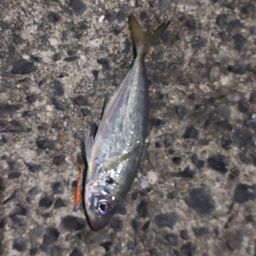 アジ