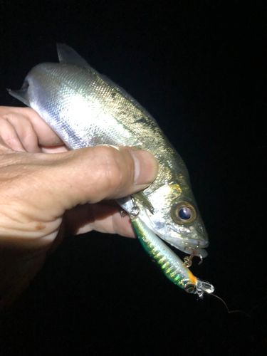 セイゴ（マルスズキ）の釣果