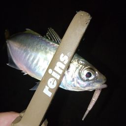アジ