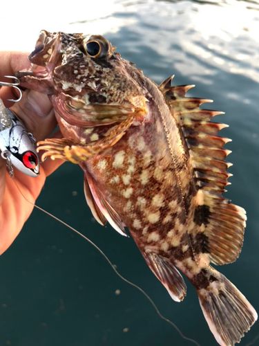 カサゴの釣果
