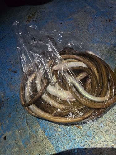 アナゴの釣果