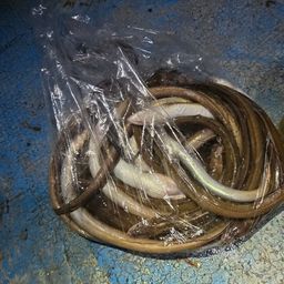 アナゴ