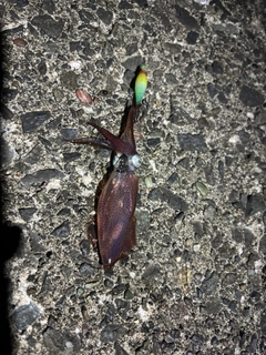 マメイカの釣果