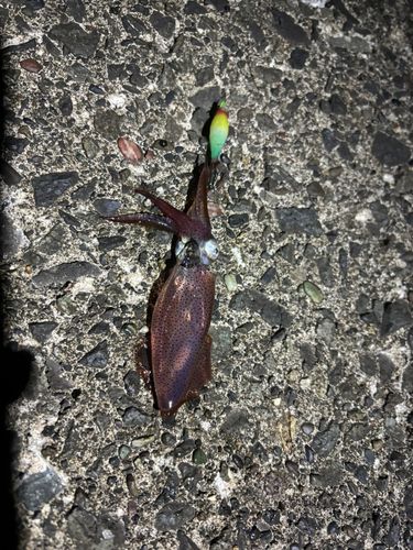 マメイカの釣果