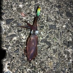 マメイカ