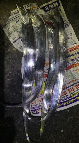 タチウオの釣果