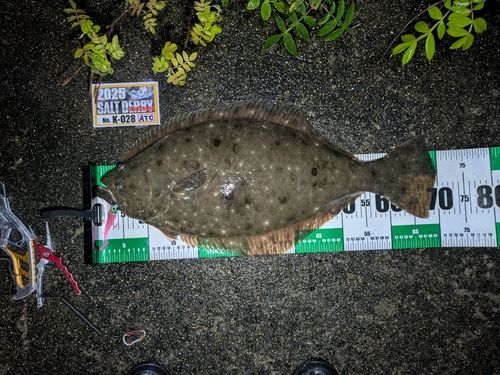 ヒラメの釣果