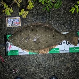 ヒラメ