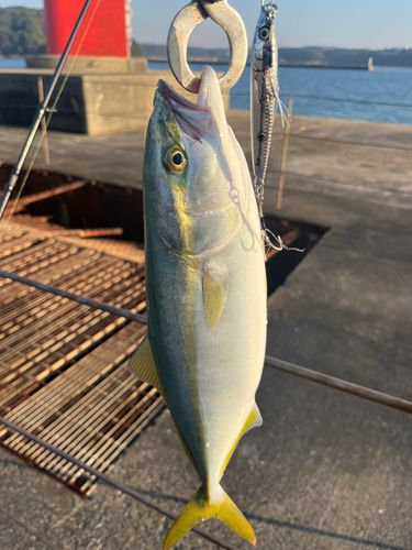 ヤズの釣果