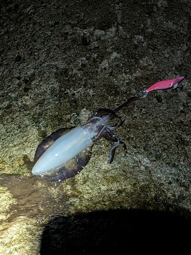 釣果