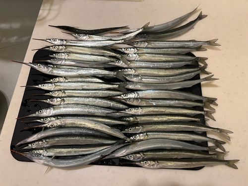 サヨリの釣果