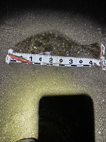 ヒラメの釣果
