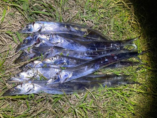 タチウオの釣果