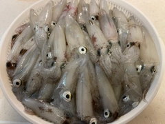 マメイカの釣果