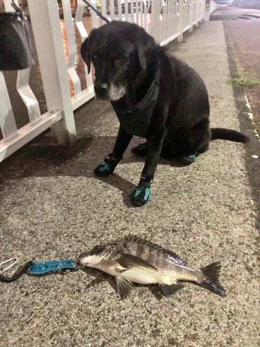 クロダイの釣果