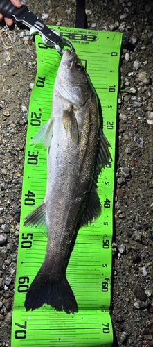 シーバスの釣果