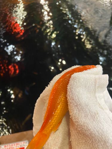 キンギョの釣果