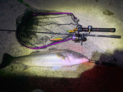 スズキの釣果