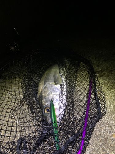 スズキの釣果