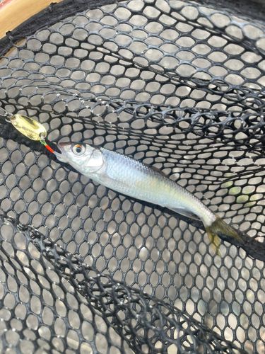 オイカワの釣果