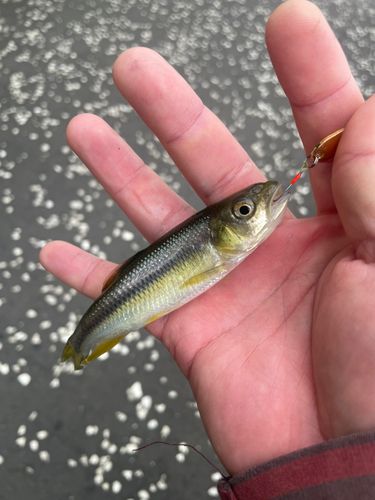 カワムツの釣果