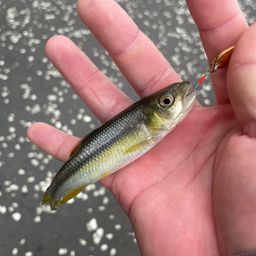 カワムツ
