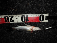 セイゴ（マルスズキ）の釣果