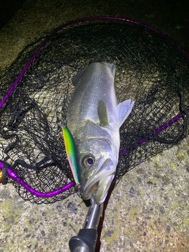 スズキの釣果
